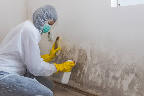 Best Black Mold Removal  in Decatur, MI