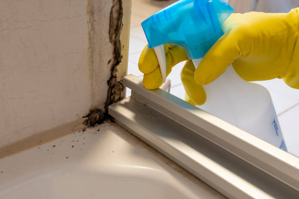 Best Residential Mold Removal  in Decatur, MI