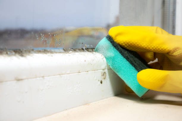 Best Affordable Mold Removal  in Decatur, MI