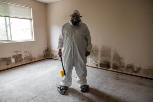 Best Certified Mold Removal  in Decatur, MI