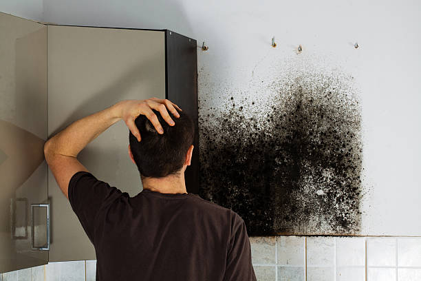 Best Emergency Mold Removal  in Decatur, MI