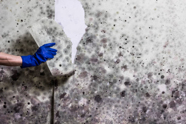 Best Mold Removal Company Near Me  in Decatur, MI