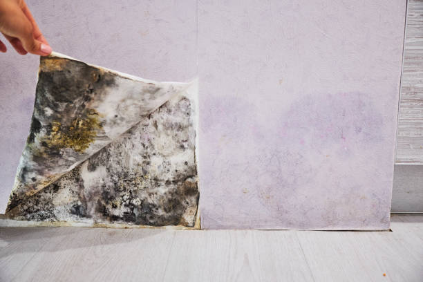 Best Mold Testing  in Decatur, MI
